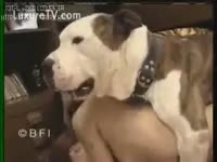 Big pit bull satisfies a excited brunette teen hair